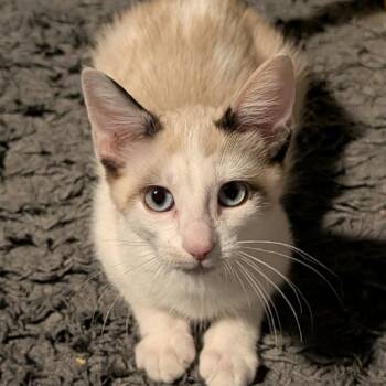 Pip Vallejo -  Snowshoe and Domestic Short Hair Cat for Adoption in Eagle Mountain, Utah - Pip Vallejo | PetCurious