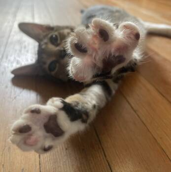 Rescue Domestic Short Hair Cats for Adoption in Foxfield, Colorado - Charles | PetCurious