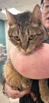 Simon -  Domestic Short Hair Cat for Adoption in Fishers, Indiana - Simon | PetCurious