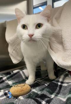 Domestic Short Hair Cats Available for Adoption in Kansas City, Missouri - Fiona | PetCurious