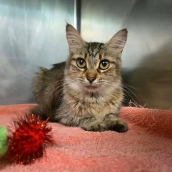 Truvy -  Domestic Medium Hair Cat for Adoption in Umatilla, Florida - Truvy | PetCurious