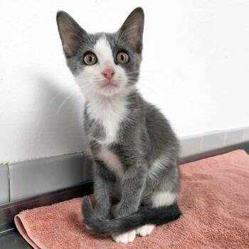 Clove -  Domestic Short Hair Cat for Adoption in Austin, Texas - Clove | PetCurious