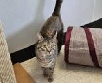 Snow -  Domestic Short Hair Cat Available for Adoption in Potsdam, New York - Snow | PetCurious