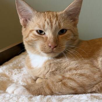 Kyo -  Domestic Short Hair Cat for Adoption - Kyo | PetCurious