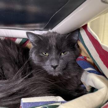 BON MI -  Domestic Long Hair Cat for Adoption in Las Vegas, Nevada - BON MI | PetCurious