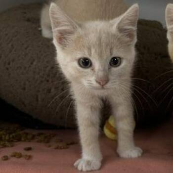 Gally -  Domestic Short Hair Cat Available for Adoption in Stillwater, Oklahoma - Gally | PetCurious