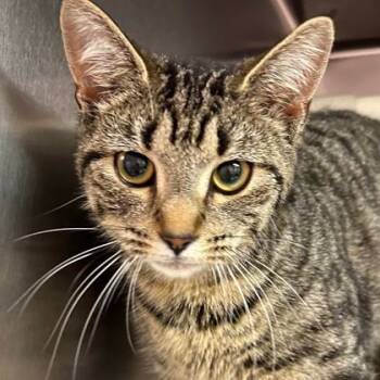 Nikki -  Domestic Short Hair Cat for Adoption in North Myrtle Beach, South Carolina - Nikki | PetCurious
