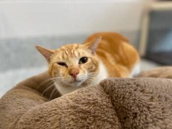 Domestic Short Hair Cats Available for Adoption in Stafford, Virginia - Chicken Parm | PetCurious