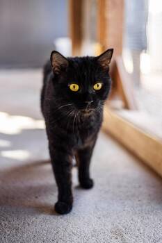 Domestic Short Hair Cats Available for Adoption in Marana, Arizona - Ohtani | PetCurious