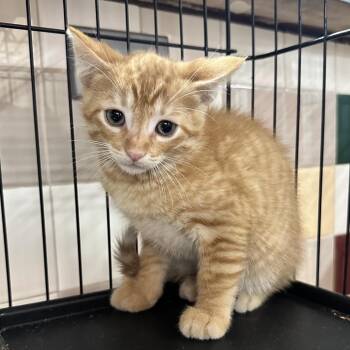 Taylor FC -  Domestic Short Hair Cat for Adoption in Union, Missouri - Taylor FC | PetCurious