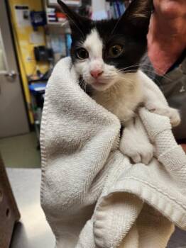 A141396 -  Domestic Short Hair Cat for Adoption in Burbank, California - A141396 | PetCurious