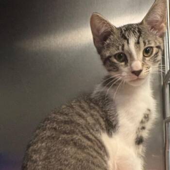 Domestic Short Hair Cats Available for Adoption in East Hanover, New Jersey - Rick | PetCurious