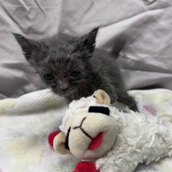 Blueberry -  Domestic Short Hair Cat for Adoption in Mount Vernon, Indiana - Blueberry | PetCurious