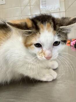 Allie Hayes -  Domestic Short Hair Cat for Adoption in San Antonio, Texas - Allie Hayes | PetCurious