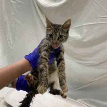 4th Wing Characters 5 -  Domestic Short Hair Cat for Adoption in Westminster, California - 4th Wing Characters 5 | PetCurious