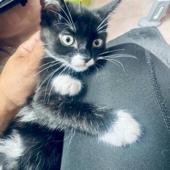 Moo Moo -  Domestic Short Hair Cat for Adoption in Wantagh, New York - Moo Moo | PetCurious