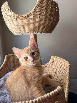 Captain Crunch -  Domestic Short Hair Cat for Adoption in Sandy Springs, Georgia - Captain Crunch | PetCurious