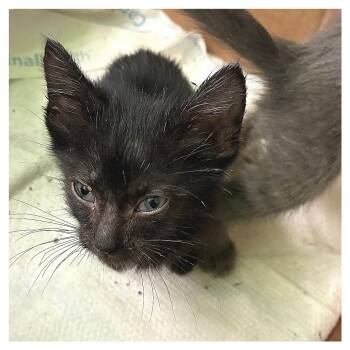 Purple Collar -  Domestic Short Hair Cat for Adoption in Los Angeles, California - Purple Collar | PetCurious