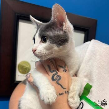 Dylan -  Domestic Short Hair Cat for Adoption in Washington, District Of Columbia - Dylan | PetCurious