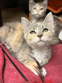 PICKLE -  Domestic Short Hair Cat for Adoption in Leesburg, Virginia - PICKLE | PetCurious