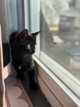 FLAPJACK -  Domestic Medium Hair Cat for Adoption in Broomfield, Colorado - FLAPJACK | PetCurious