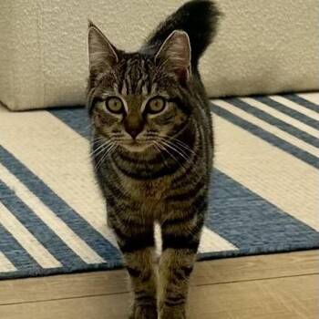 Domestic Short Hair Cats Available for Adoption - Shadow | PetCurious