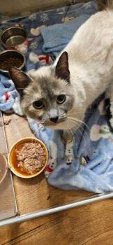 Siamese Cats Available for Adoption in Hamburg, New York - Mali | PetCurious