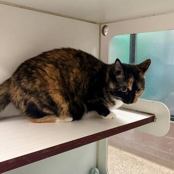 Clover -  Domestic Short Hair Cat for Adoption in Cheyenne, Wyoming - Clover | PetCurious