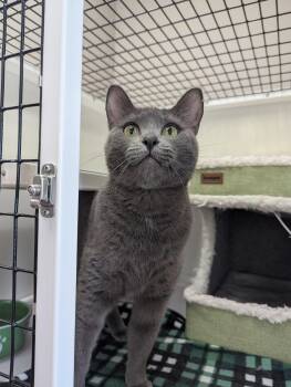 Joyce -  Domestic Short Hair Cat for Adoption in Oconto, Wisconsin - Joyce | PetCurious