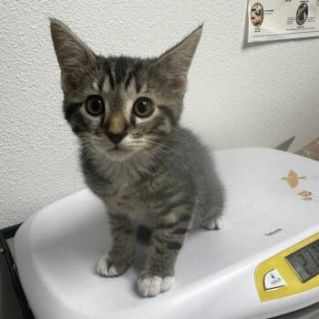 Gyro -  Domestic Short Hair Cat for Adoption in Ashland, Oregon - Gyro | PetCurious