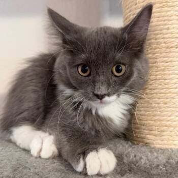 Hope -  Domestic Short Hair Cat for Adoption in Midland, Texas - Hope | PetCurious