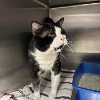 Tuxedo Cats Available for Adoption in La Grange Park, Illinois - Oreo | PetCurious