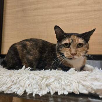 Calico and Domestic Short Hair Cats Available for Adoption - Nutmeg | PetCurious