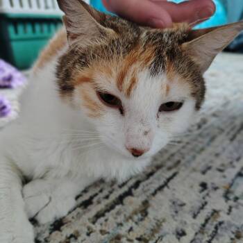 Puddle Jumper -  Domestic Short Hair Cat for Adoption in Chattanooga, Tennessee - Puddle Jumper | PetCurious
