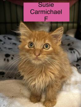 Crookshank -  Domestic Long Hair Cat for Adoption in Sneads Ferry, North Carolina - Crookshank | PetCurious