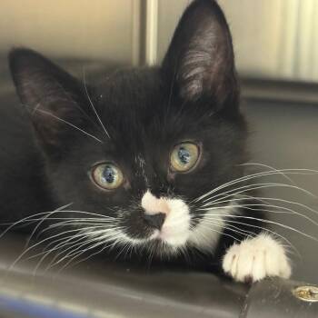 Goopy -  Domestic Short Hair Cat for Adoption in Mankato, Minnesota - Goopy | PetCurious