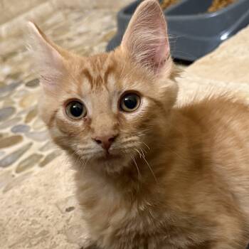 Bagel -  Tabby and Domestic Short Hair Cat for Adoption in Knoxville, Tennessee - Bagel | PetCurious