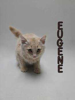 Rescue Domestic Medium Hair Cats for Adoption in Port Clinton, Ohio - Eugene | PetCurious