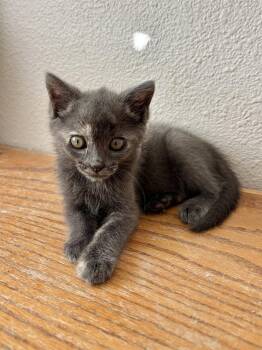 Modjeska -  Dilute Tortoiseshell and Domestic Short Hair Cat for Adoption in Laguna Niguel, California - Modjeska | PetCurious