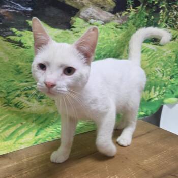 Archie -  Domestic Short Hair Cat for Adoption in Normal, Illinois - Archie | PetCurious