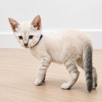 Alayna Alpine Amour -  Siamese and Domestic Short Hair Cat for Adoption in Friendswood, Texas - Alayna Alpine Amour | PetCurious