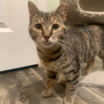 Minnie -  Tabby Cat for Adoption - Minnie | PetCurious