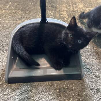 Lily -  Domestic Short Hair Cat for Adoption in Huntsville, Alabama - Lily | PetCurious