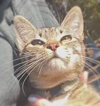 Domestic Short Hair and Tabby Cats Available for Adoption in Ocean Springs, Mississippi - Mardi | PetCurious