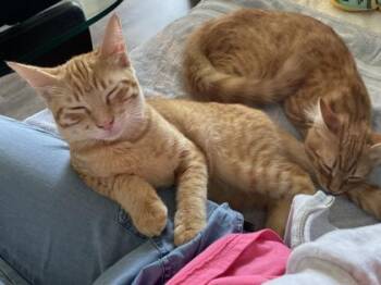 Bison -  Domestic Short Hair Cat for Adoption in Pleasanton, California - Bison | PetCurious