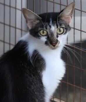 Sigrid -  Domestic Short Hair Cat for Adoption in North Fort Myers, Florida - Sigrid | PetCurious