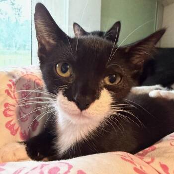 Charlie -  Domestic Short Hair Cat for Adoption in Calverton, New York - Charlie | PetCurious