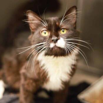 Jasper -  Domestic Short Hair Cat for Adoption in Atlanta, Georgia - Jasper | PetCurious