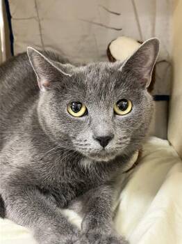 Russian Blue Cats Available for Adoption - Shadow | PetCurious