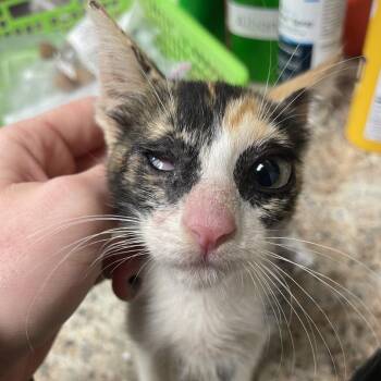 Sabrina -  Domestic Short Hair Cat for Adoption in Dickinson, Texas - Sabrina | PetCurious